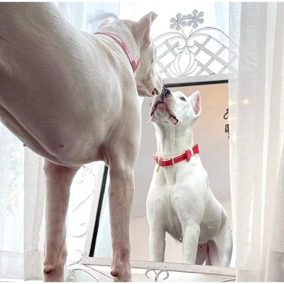 Skórzana muszka dla psa, wzór serc rozmiar mały