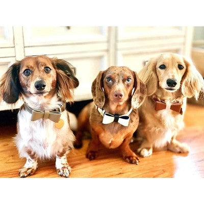 Skórzana muszka dla psa, morski kolor rozmiar duży