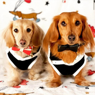 Skórzana muszka dla psa, ciemna noc rozmiar duży