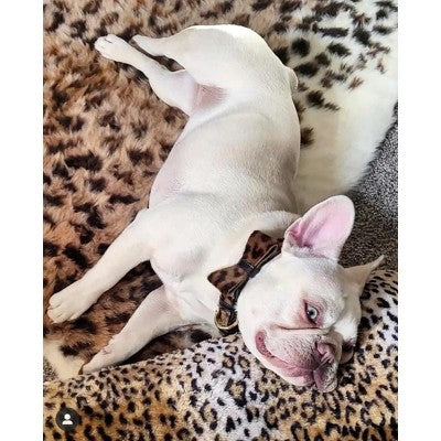 Skórzana muszka dla psa, odważny wzór rozmiar mały